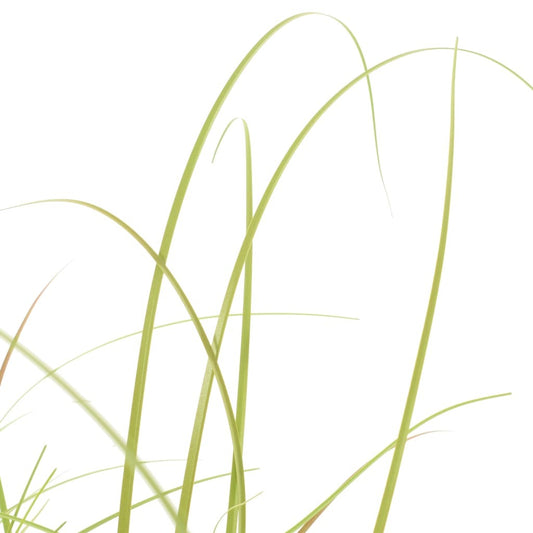 Green grass blades on a white background